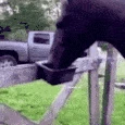 horse_HUH emote