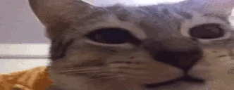 aagaa emote