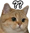 Z_Qs_Cat emote