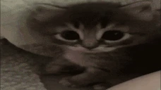 ohcat emote