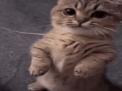 errr emote