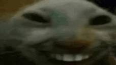 xdding emote