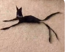 bean emote