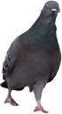 mighty_pigeon emote