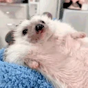 HedgeChill emote