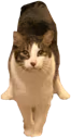 cat_triangle_stance emote
