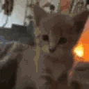 AREYOUAFEMBOY emote
