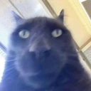 bro emote