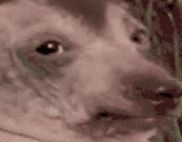 creatureScared animated emote