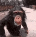 monkeyKiss emote