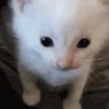 HERBERT emote