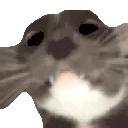AREYOUAGIRL emote