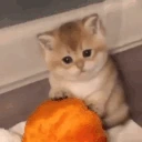 sadCat emote