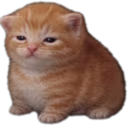 Chudbert emote