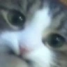 CE_Didnotlaugh emote