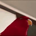 RedBird emote
