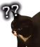 wtfcat emote