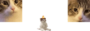 catsittingcomfortablybetweentwomeowersspittingfireonhisheadomghe emote