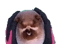 pufferfishpet emote