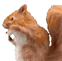squirrelJAM emote