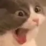 Cat_Scream emote