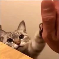 CatFistBump emote
