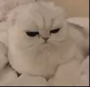 cat_angyy emote