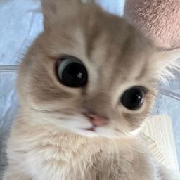 bbibimiu avatar