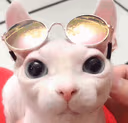 bingusdrip emote
