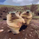 Marmots emote