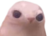 actualbingus emote