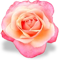 flower_pink_rose emote