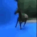 Cavalo emote