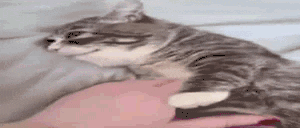beAlrightW animated emote