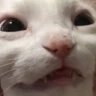CE_Wut emote