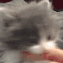 CatBite animated emote