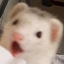 ferretPog emote