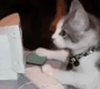 Catting emote