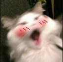 cat_blush emote