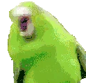 BirbParty emote