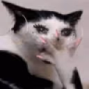 catgasp emote