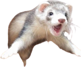Ferret_attack emote