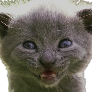 CatSmile emote
