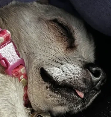 DOG_KEK_BUT_ALSO_SLEP emote