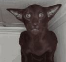 kotomillerwampir animated emote