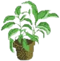 HousePlant emote