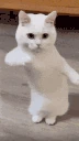 catDance emote