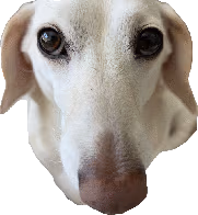 Homophobic_Dog emote