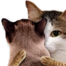 kiisu_hug emote