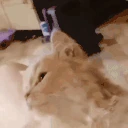 catLove emote
